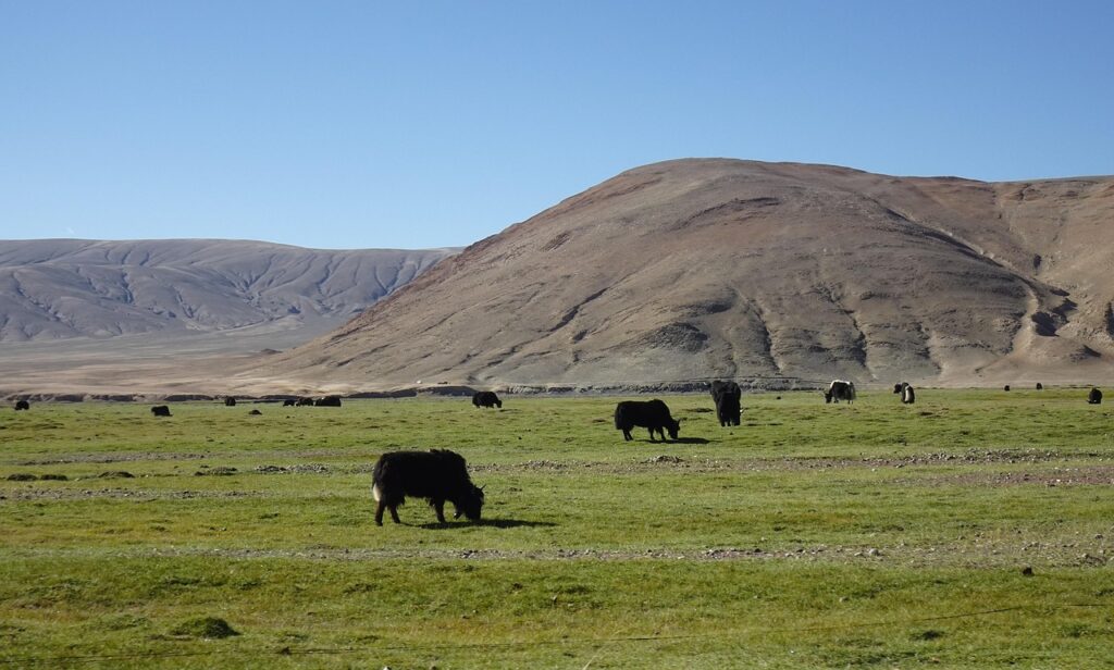 yaks, animals, grazing, pasture, himalayas, mountains, landscape, border, ladakh, nature, changthang, plateau, highland, india